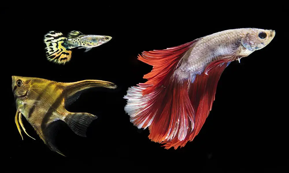 Can Male Betta Fish Live with Other Fish? - LoveMyBetta