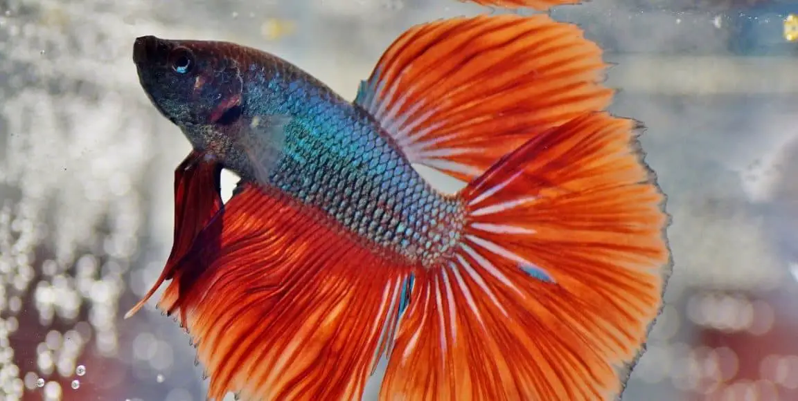 How often should you change bettafish water