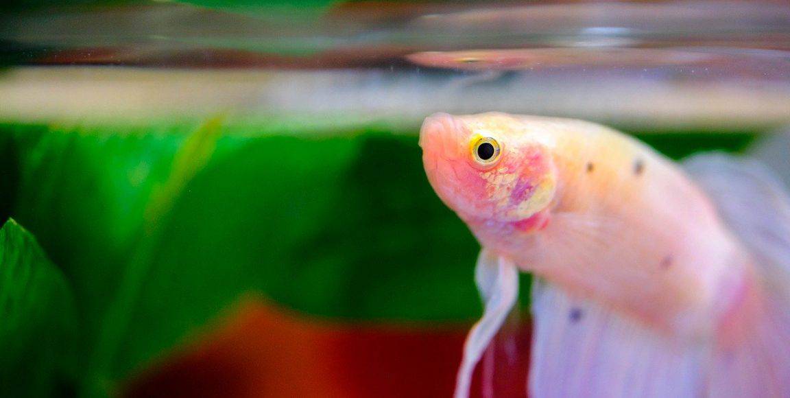 What Is The Best Betta Fish Tank Available