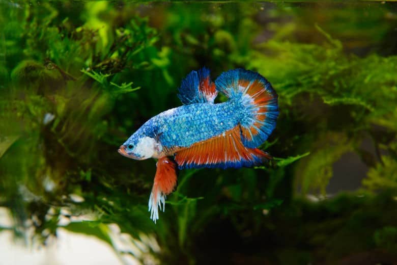 Are Live Plants Good for Betta Fish?