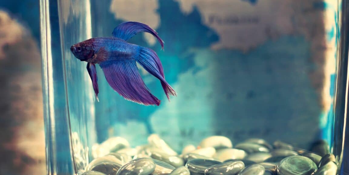 How to Transfer Betta Fish from Cup to Tank