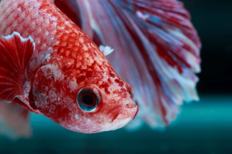 signs of depression in betta fish
