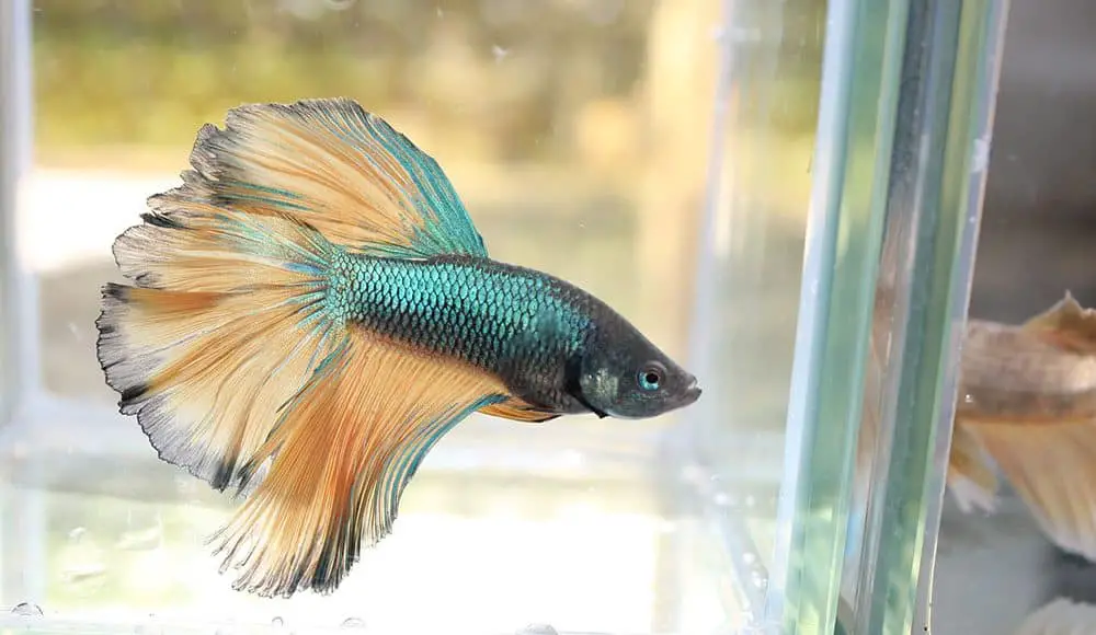 What Does a Healthy Betta Fish Look Like