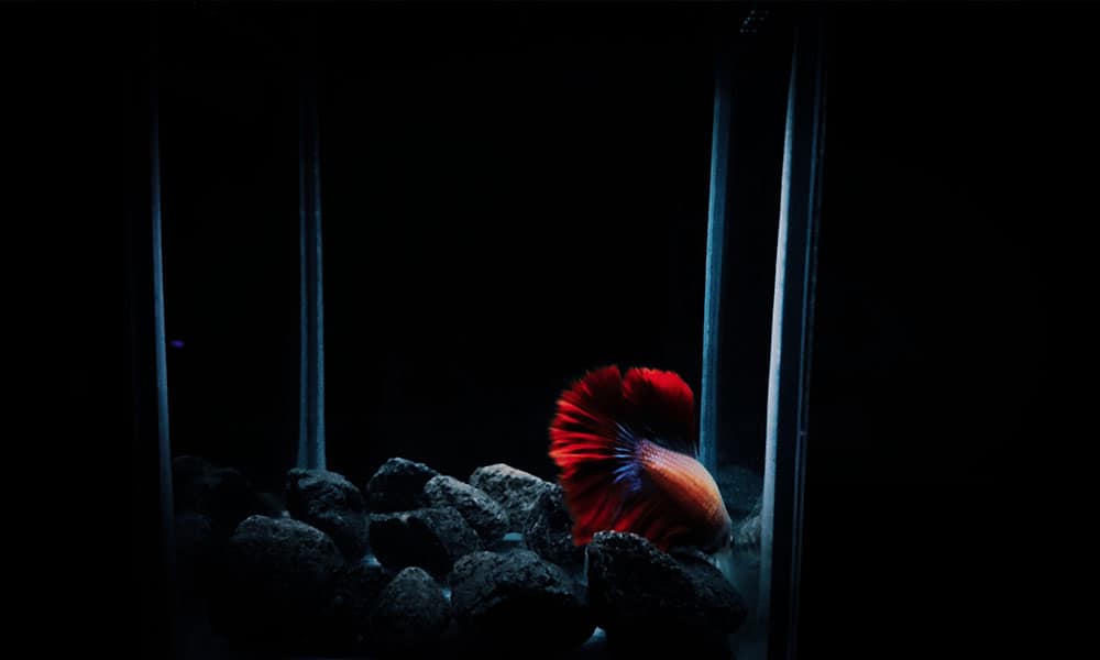 Why Does My Betta Fish Stay at the Bottom of the Tank? - LoveMyBetta