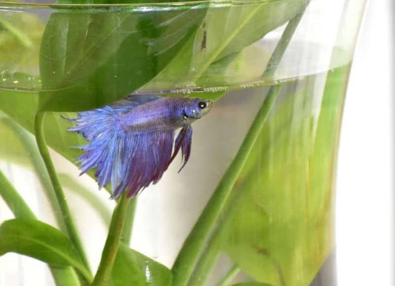 How to keep betta from jumping out of the tank