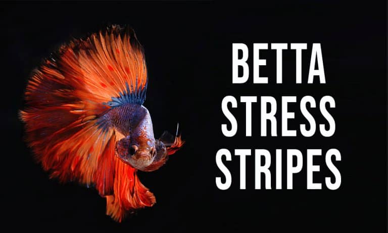 Betta Stress Stripes