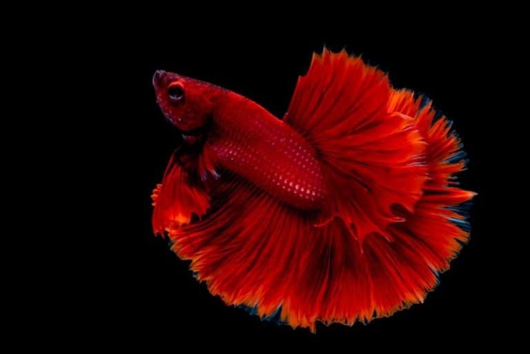 Rosetail Betta Fish