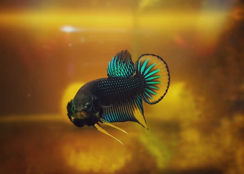 betta fish