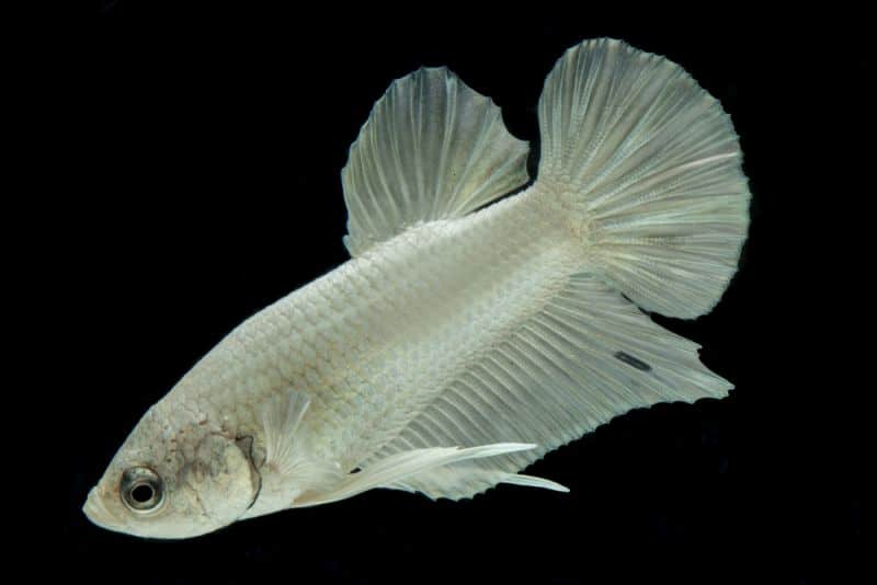 platinum betta fish