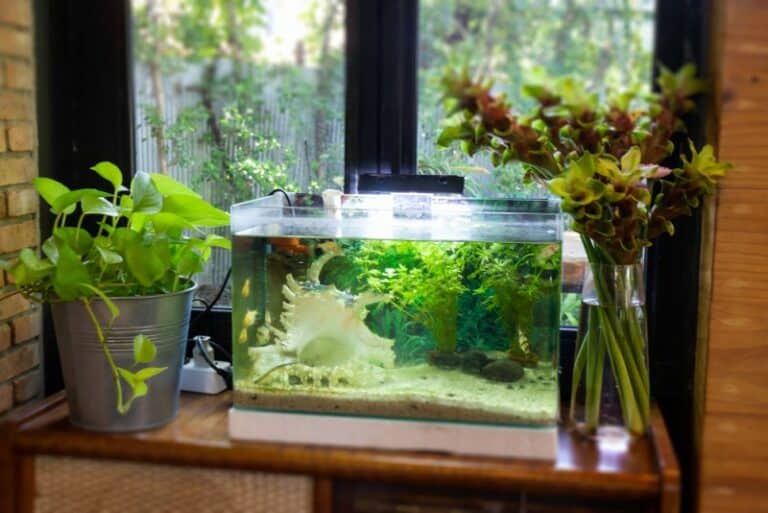 The Best 5-Gallon Aquarium Kit for Betta Fish