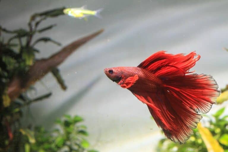 What Is the Best Heater for 5 Gallon Betta Tank