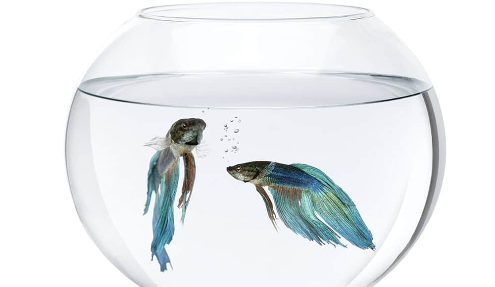 Can Male Betta Fish Live with Other Fish?