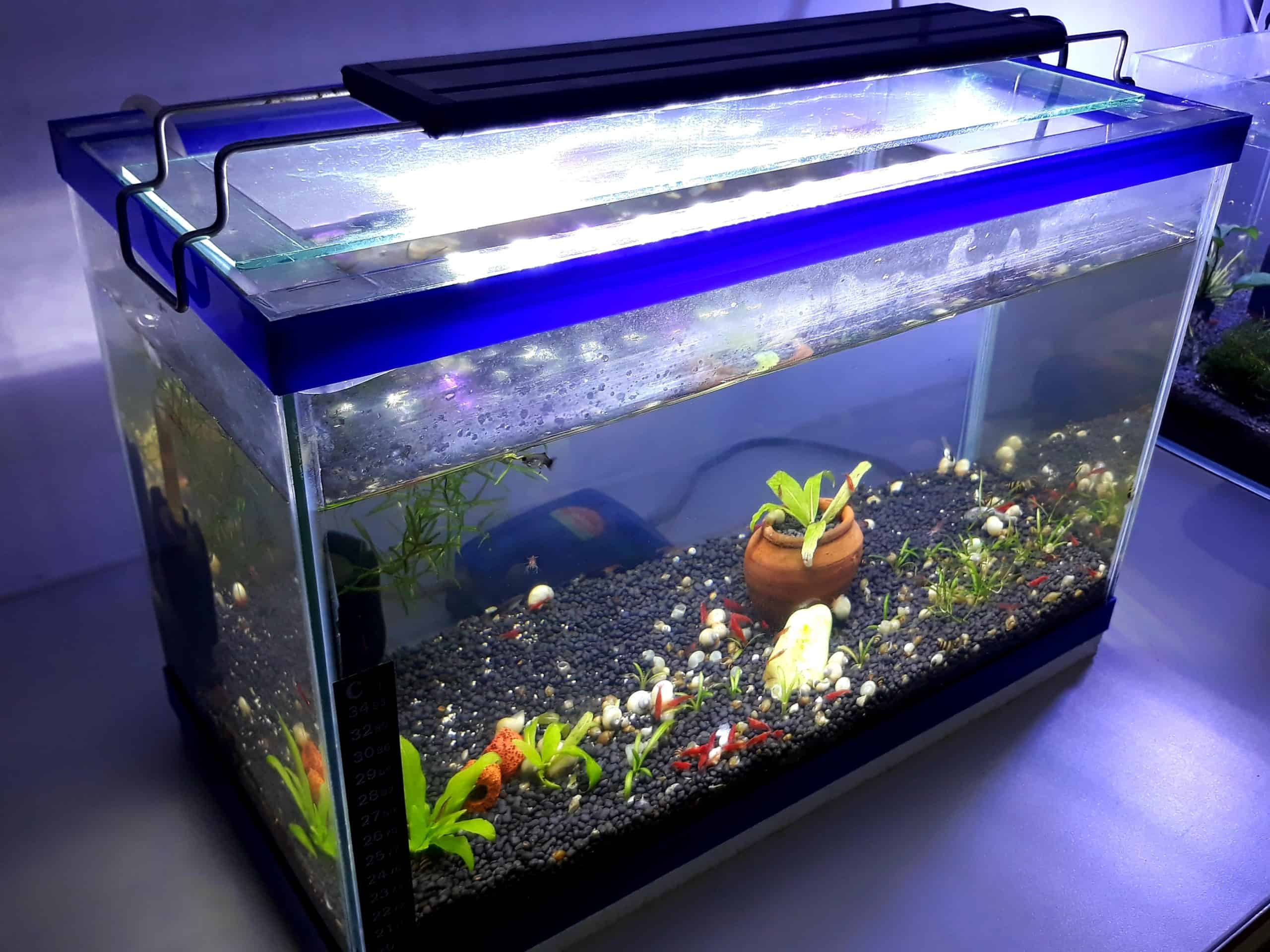 Does Your Fish Tank Need A Lid