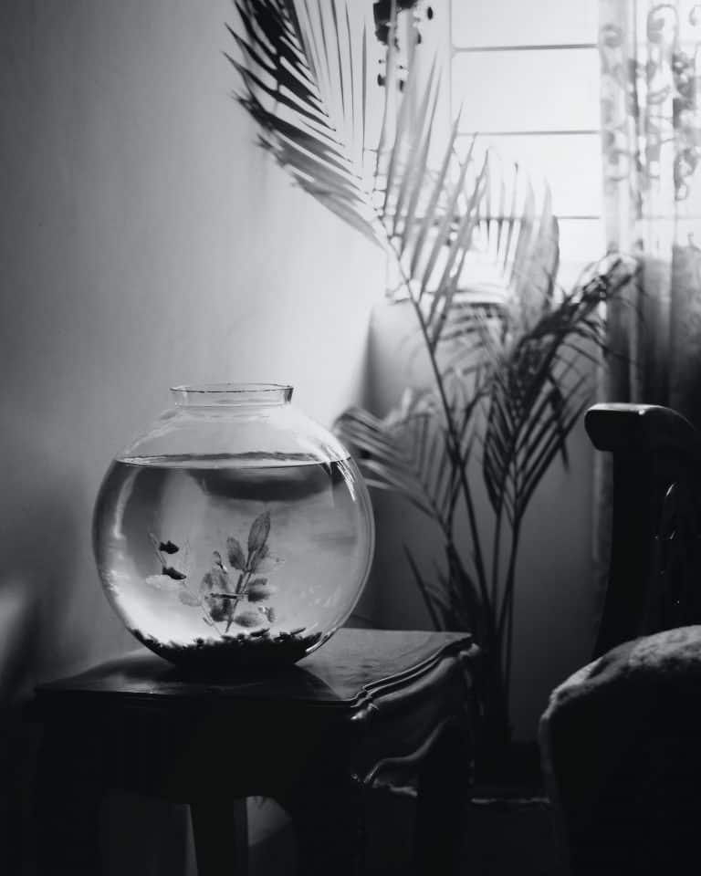 How Long Can a Betta Fish Live in a Fishbowl