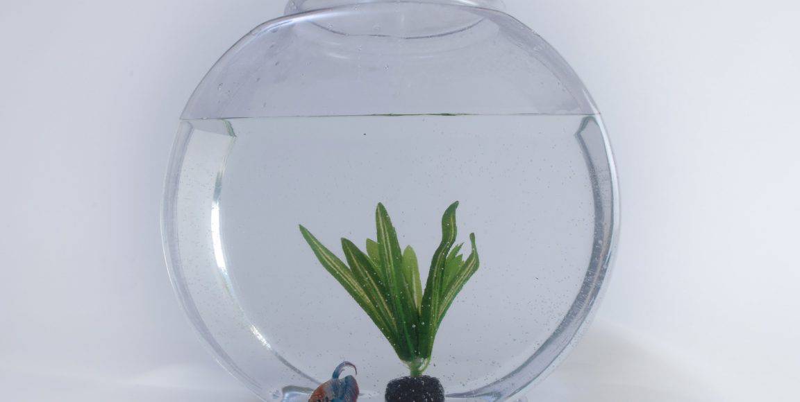 How Long Can a Betta Fish Live in a Fishbowl