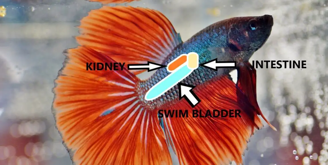 Betta Fish Swim Bladder Disease