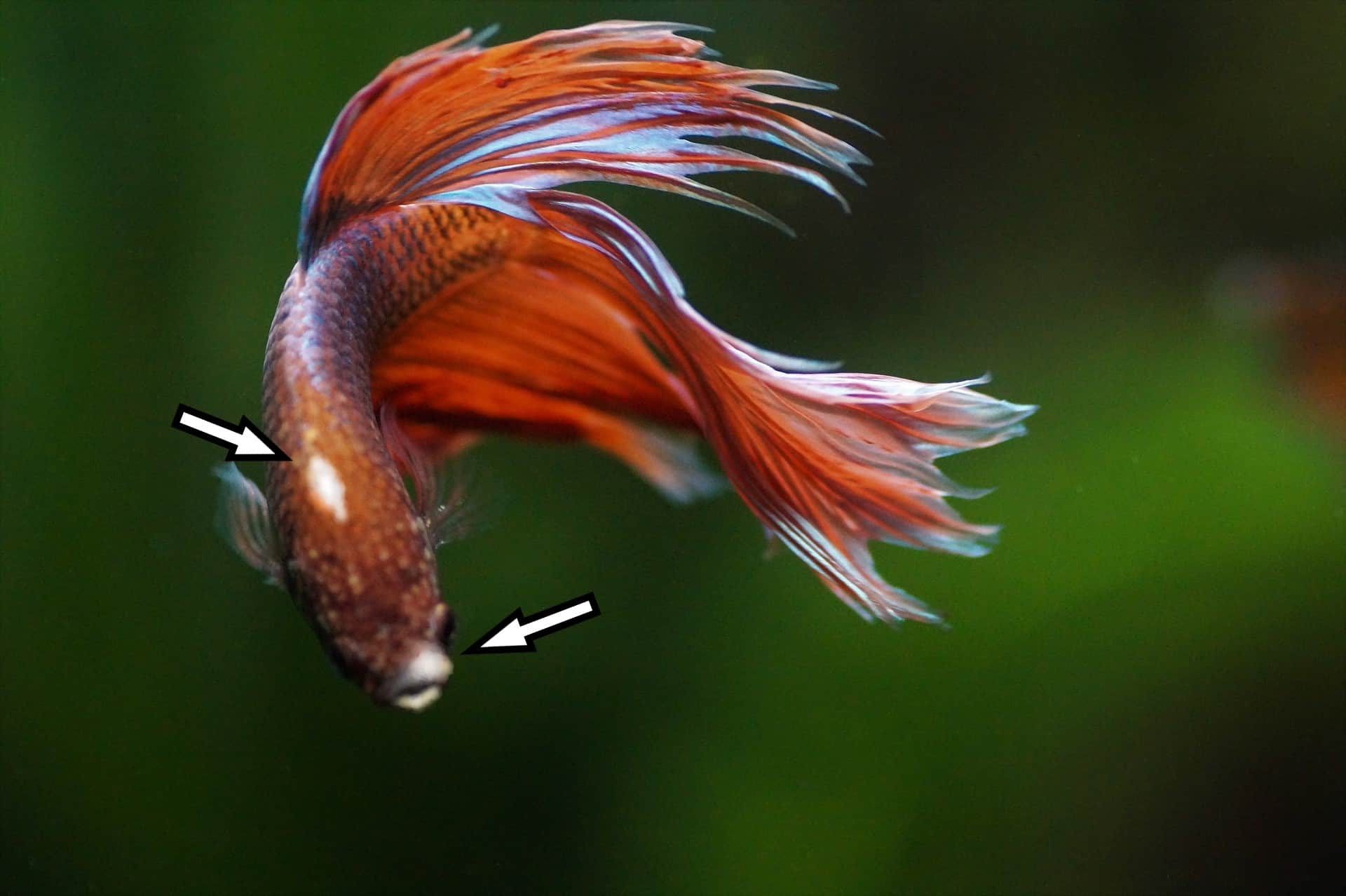 betta-fungal-infection-symptoms-and-best-treatment-lovemybetta