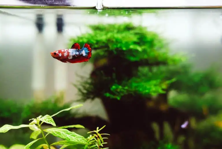 Best Live Plants For Betta Fish