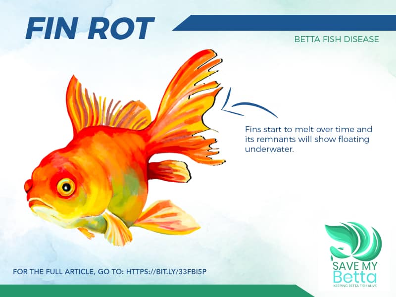 A Helpful Guide to Betta Fin Rot Treatment - LoveMyBetta