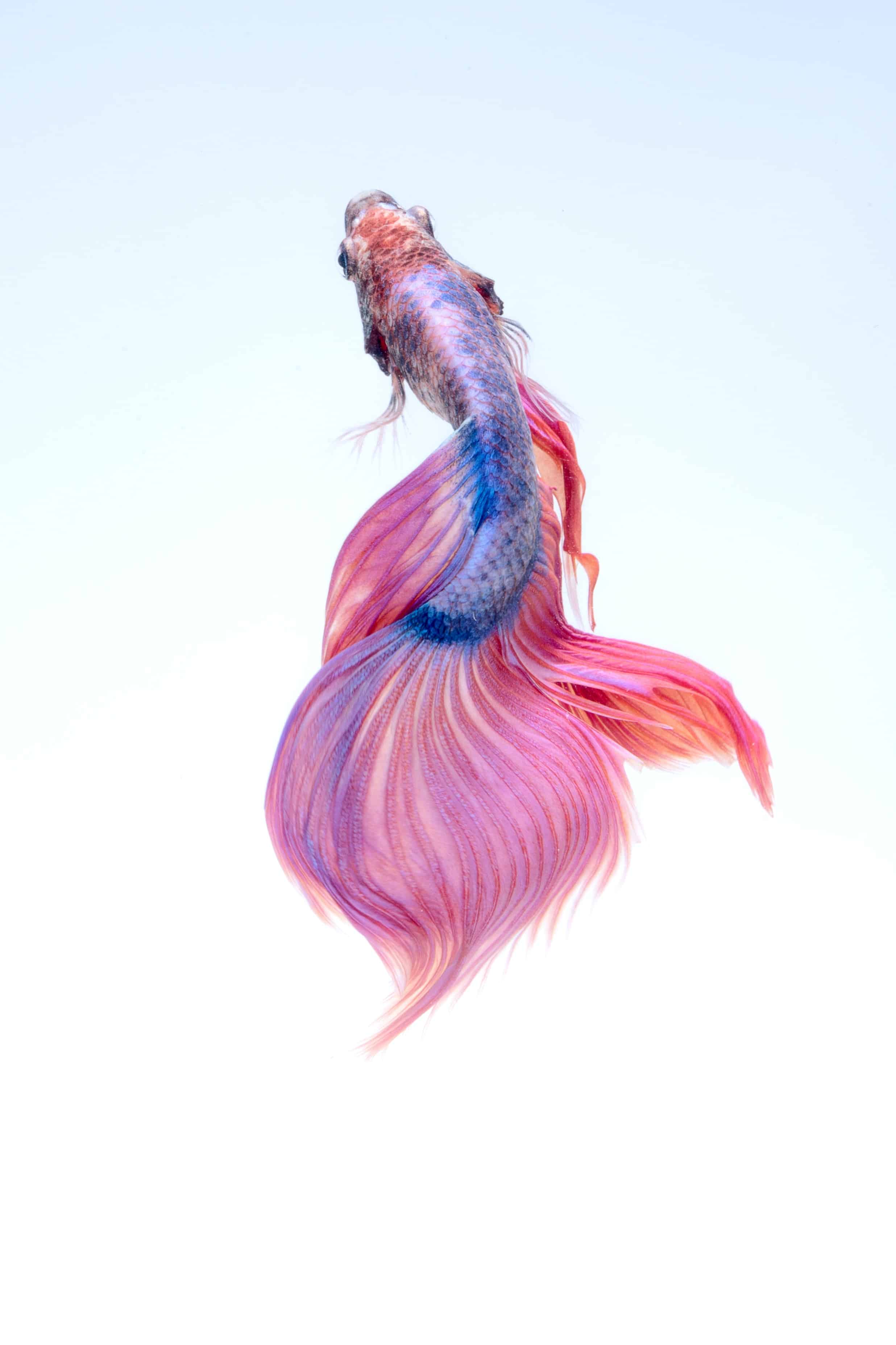 How to Prolong Betta Fish Life