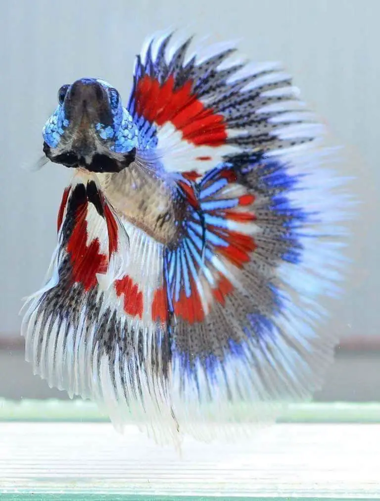 Are Betta Fishes Easy to Take Care of