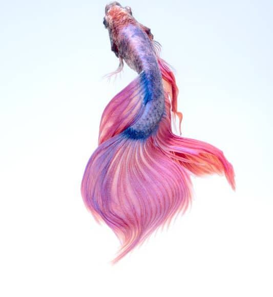 What to Do If Your Betta Fish Is Dying
