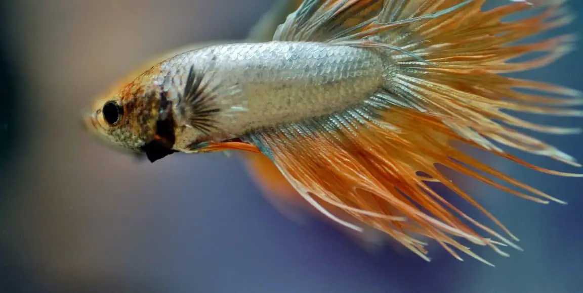 Betta Bacterial Infection