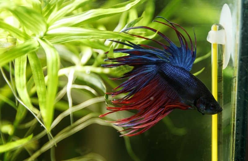how often do you have to clean a betta fish tank