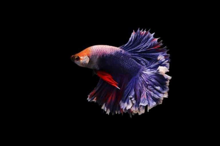 how do you know a betta fish is happy