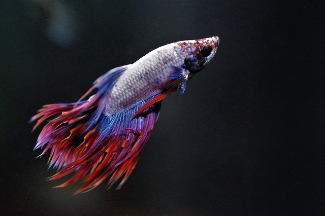 Caring for pet store baby bettas