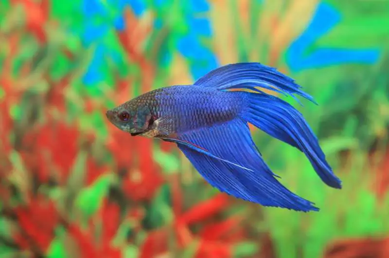 Do Betta Fish Change Color?