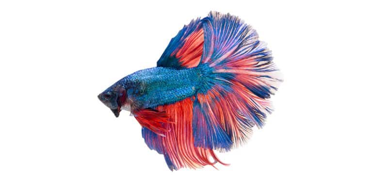 How to Feed Betta Fish When on Vacation?