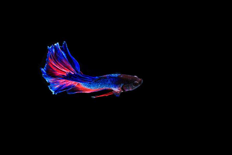 Can betta fish see in the dark?