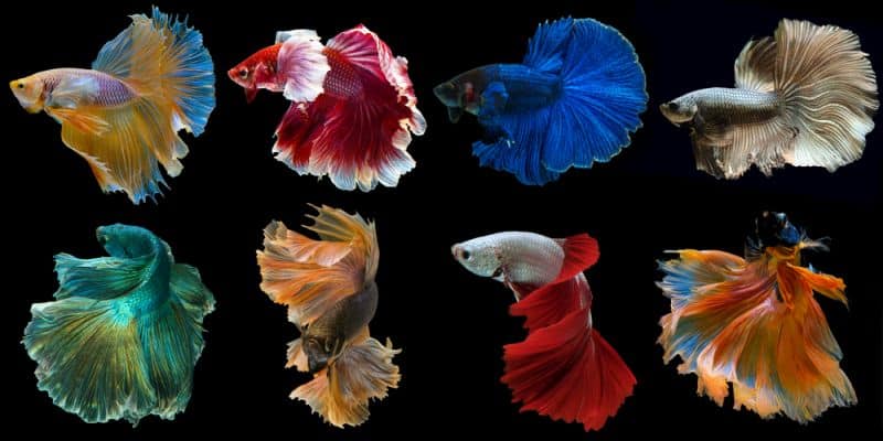 Set of beautiful eight betta fish, Collection in varies movement