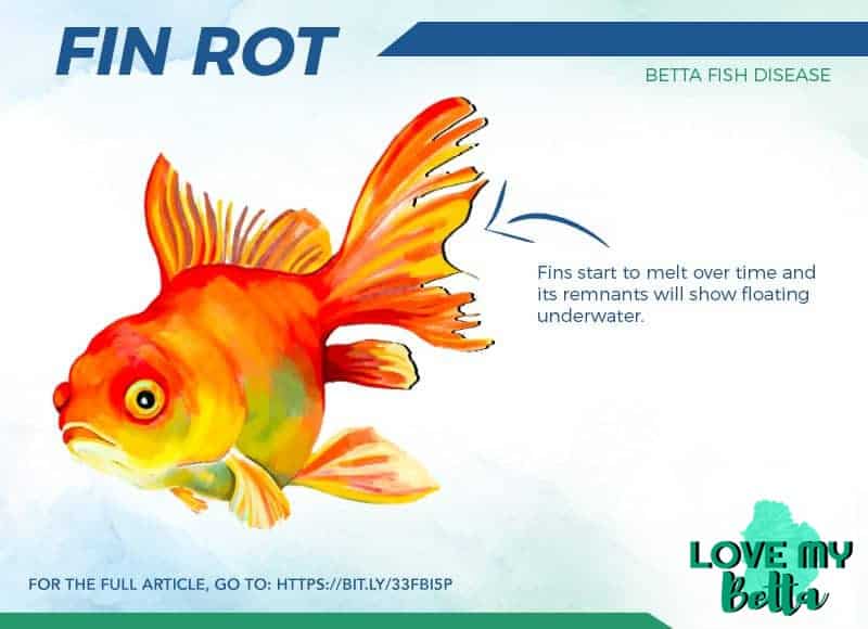 betta fish diseases and symptoms - fin rot