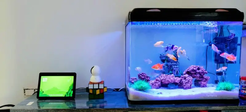Fish tank on a countertop