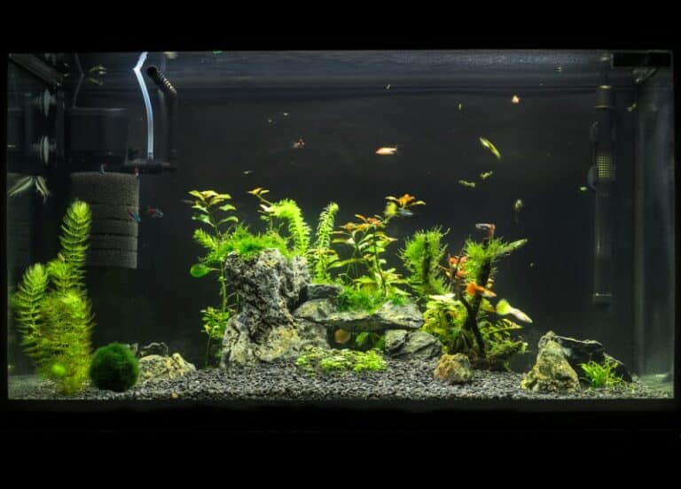 fish tank with filter